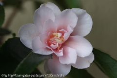 Winter_s Rose 18_12_2010 2