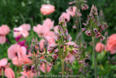 Gravel Garden Beth 2