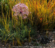Gravel Garden Beth 4
