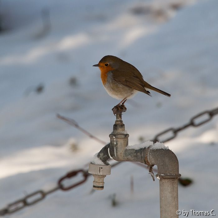Rotkehlchen auf Wasserhahn