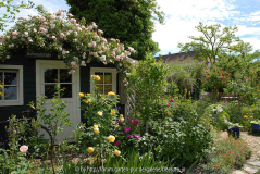 Rosa 'Albertine'