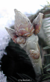 Quercus pontica