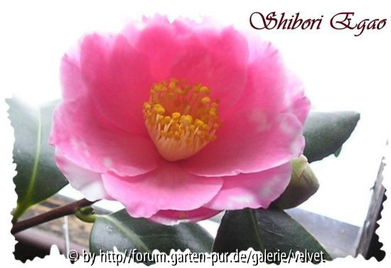 Shibori Egao