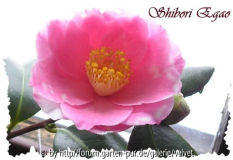 Shibori Egao