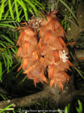 Zapfen