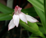 Roscoea scillifolia