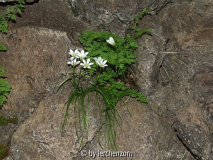 Lloydia cf. serotina