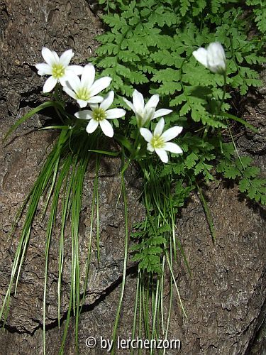 Lloydia cf. serotina