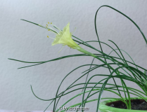 Narcissus romieuxii JULIA JANE