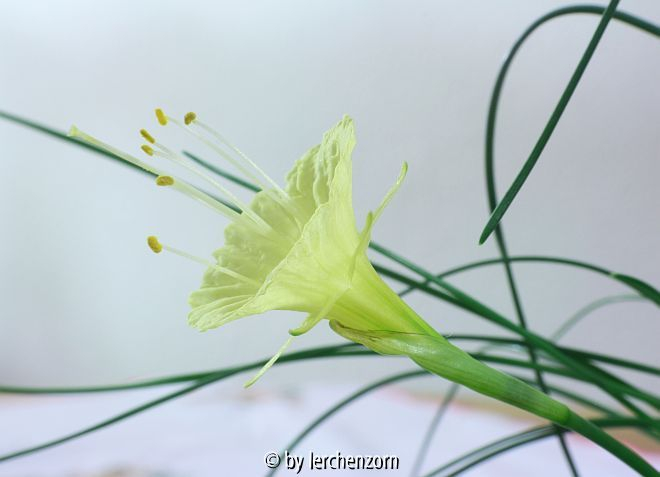 Narcissus romieuxii JULIA JANE