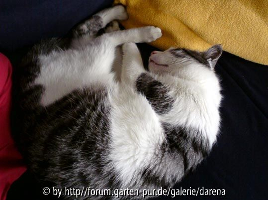 Rollmops