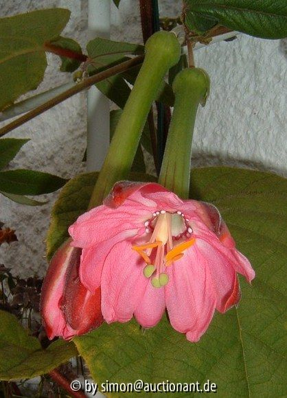 Passiflora molissima