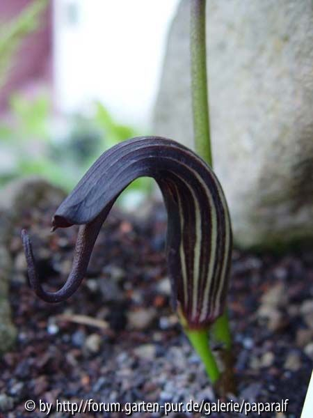 Arisaema elephas