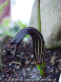Arisaema elephas