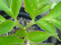 Amorphophallus bulbifer - Blatt