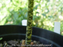 Amorphophallus bulbifer - Stamm
