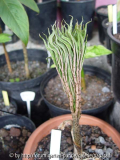 Amorphophallus bulbifer - Austrieb