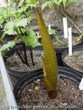 Arisaema asperatum - Austrieb
