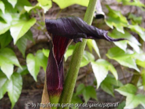 Arisaema asperatum - Blüte
