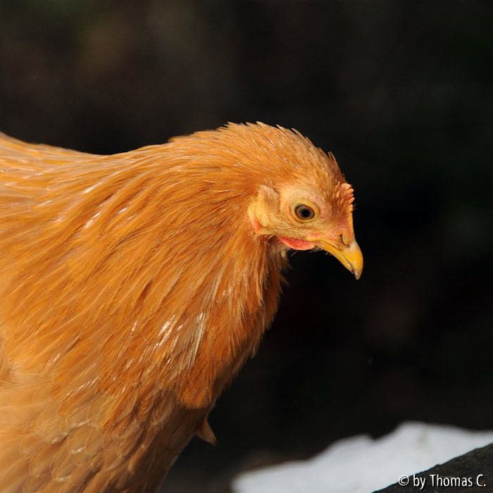 Hühnchen-Portrait