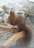 Klauhörnchen2