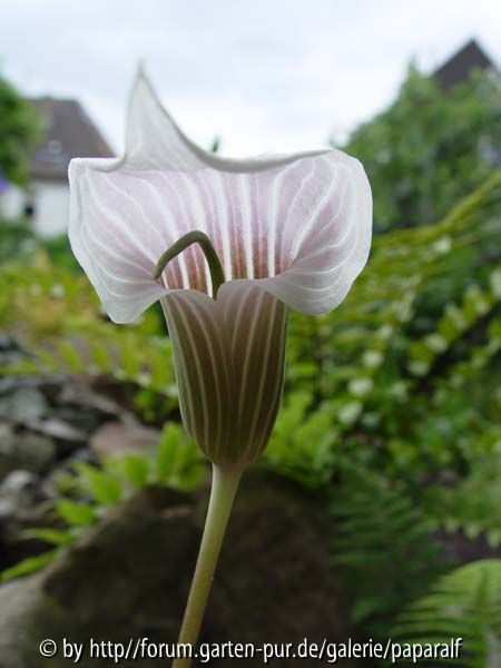Arisaema candidissum - Rosa Blüte