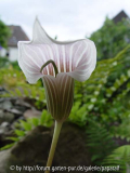 Arisaema candidissum - Rosa Blüte