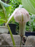 Arisaema candidissum - Varität mit Rosa Blüte