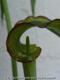Arisaema ciliatum - Blüte