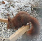 Klauhörnchen1