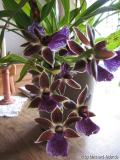 Zygopetalum 2010