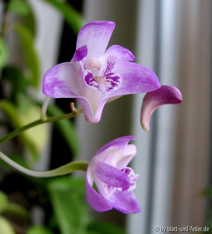 Dendrobium kingianum