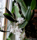 Dendrobium aberans 2011