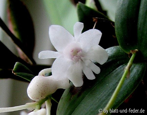 Dendrobium aberans Blüte 2011