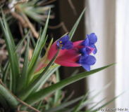 aeranthos