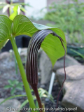 Arisaema costatum - Blüte