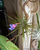 tenuifolia