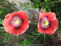 Papaver Blüte