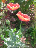 Papaver Pflanze