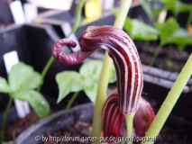 Arisaema dilatatum - Blüte