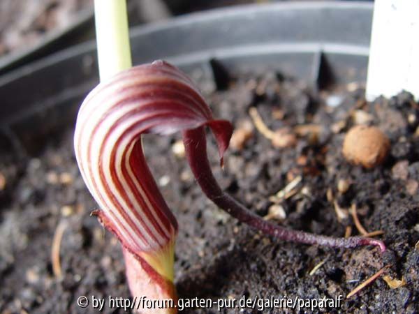 Arisaema dilatatum var yunnan - Blüte