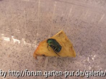 Käfer zugelaufen