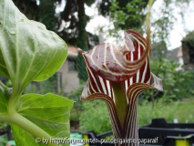 Arisaema fargesii - Blüte