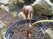 Arisaema franchetianum - Blüte