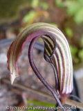 Arisaema griffithii var Gui Zhou - Blüte