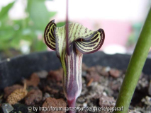 Arisaema kiushianum - Blüte