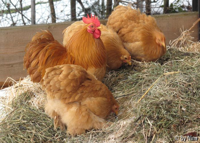 Zwerg-Cochin Hühner vergnügen sich im Kompost
