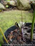 Arisaema kiushianum - Blüte