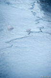 eislinie