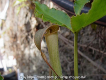 Arisaema lobatum - Blüte